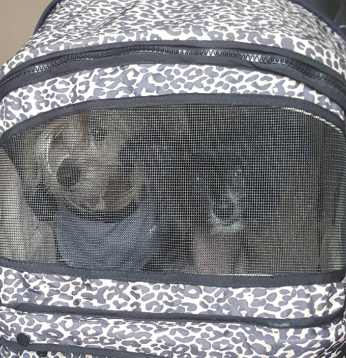 Dogs in Stroller. 