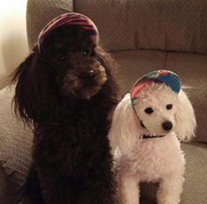 Poodle In Hats