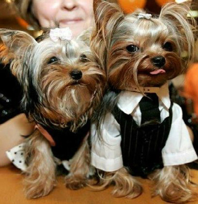 Fancy Yorkies