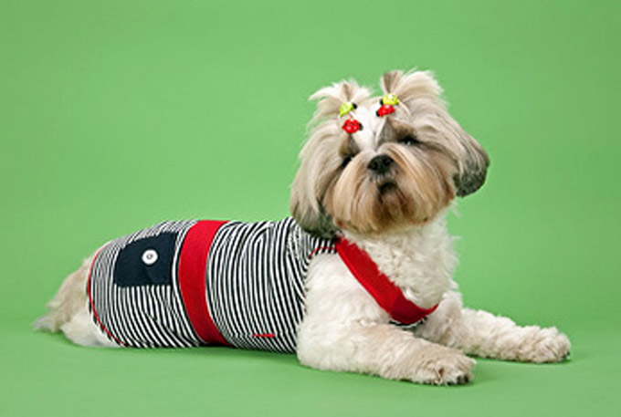 Shih Tzu All Dolled Up