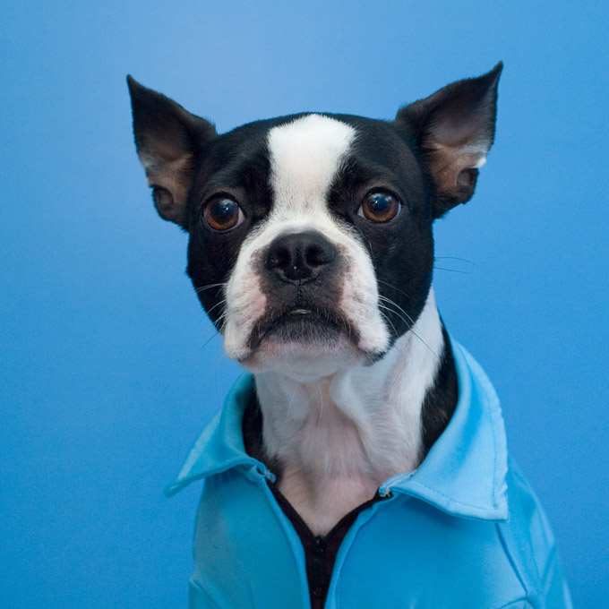 Boston Terrier In Leisure Suit