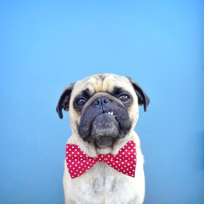 Bow Tie Pug