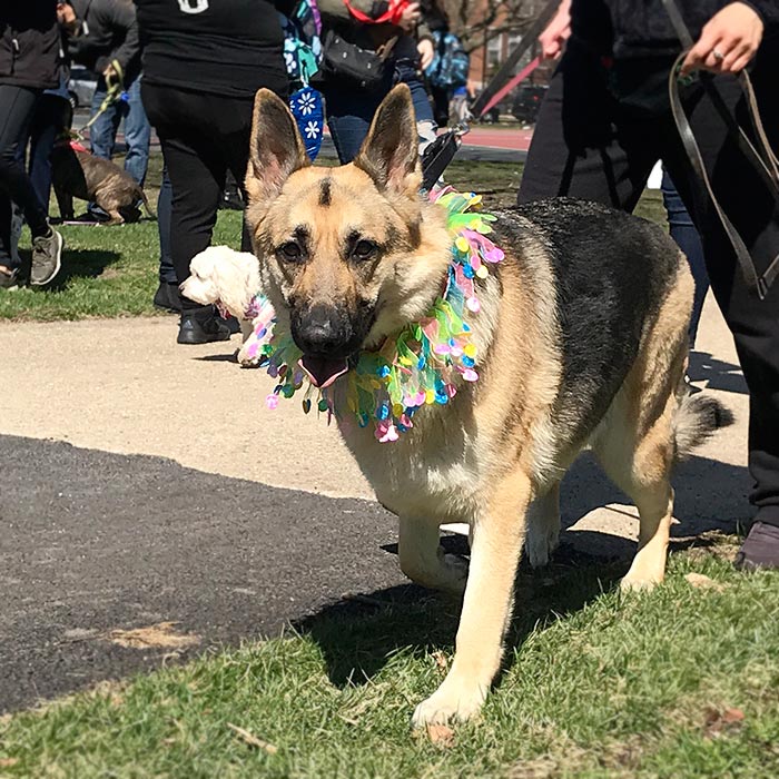 Horner Park Easter Dog Parade Pictures