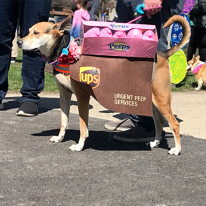 Horner Park Easter Dog Parade Pictures