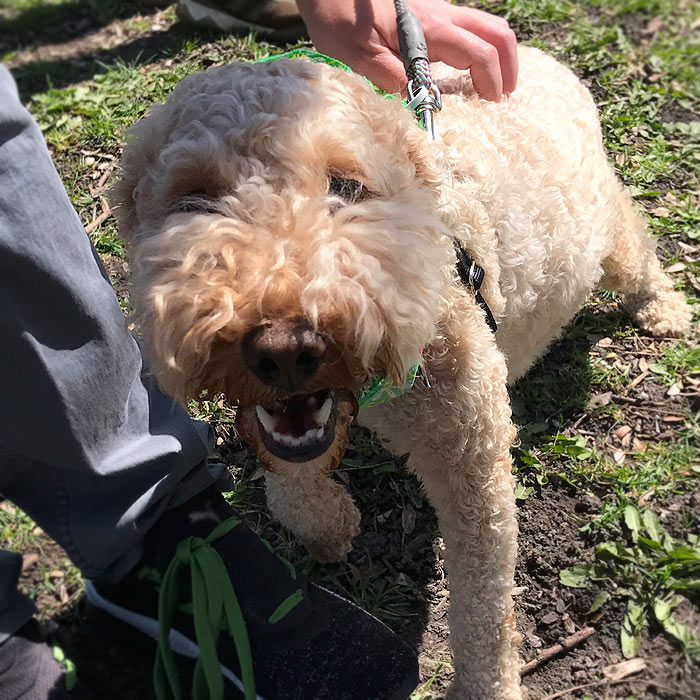 Horner Park Easter Dog Parade Pictures