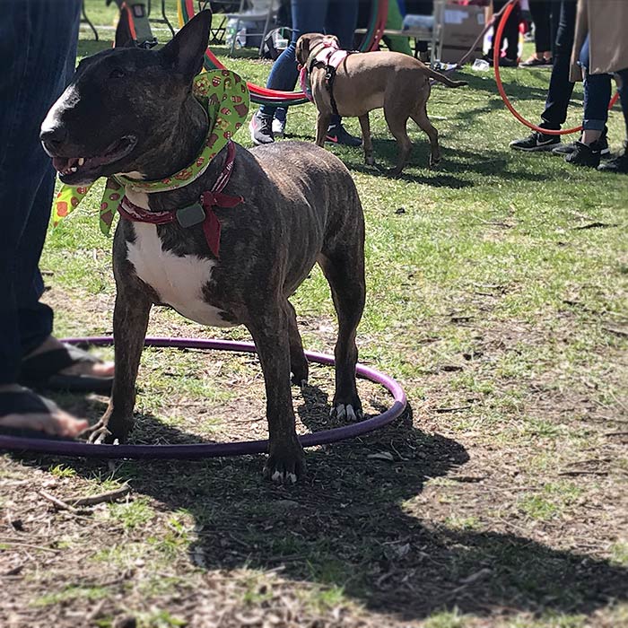 Horner Park Easter Dog Parade Pictures