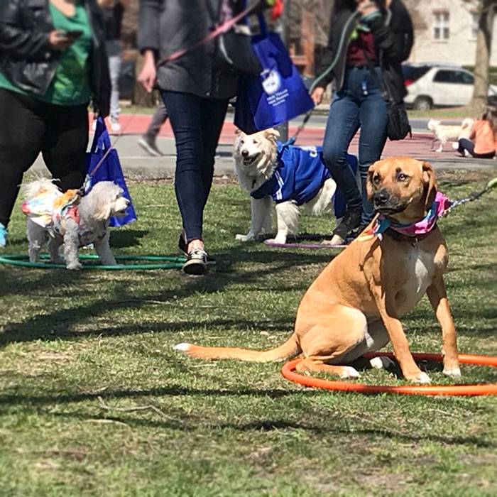 Horner Park Easter Dog Parade Pictures