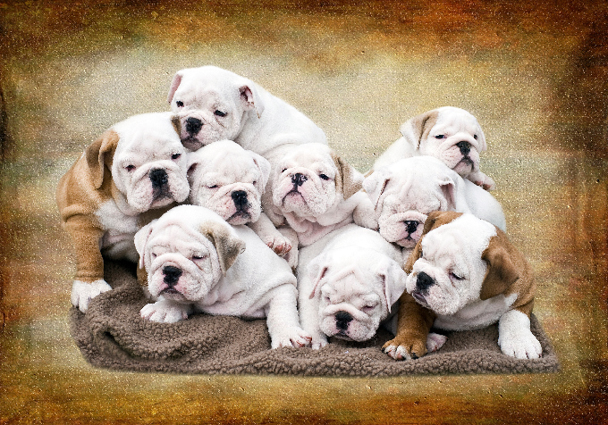 English Bulldog Puppies