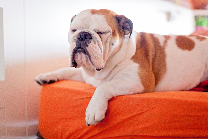 English Bulldog Puppies