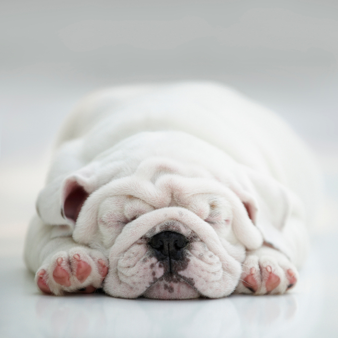 English Bulldog Puppies