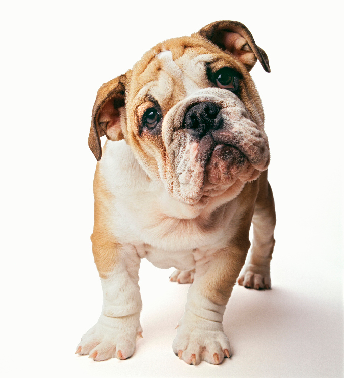 English Bulldog Puppies