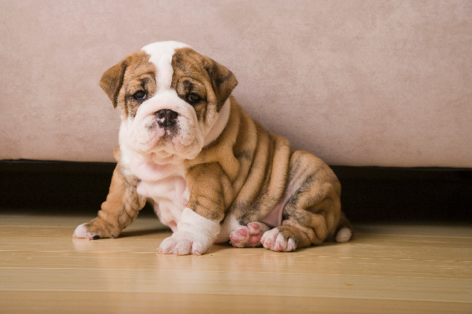 English Bulldog Puppies