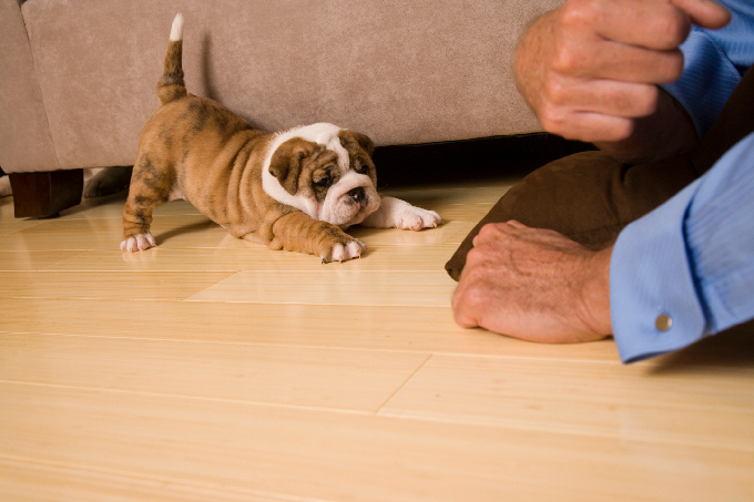 English Bulldog Puppies