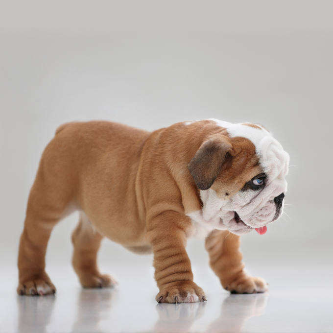 English Bulldog Puppies