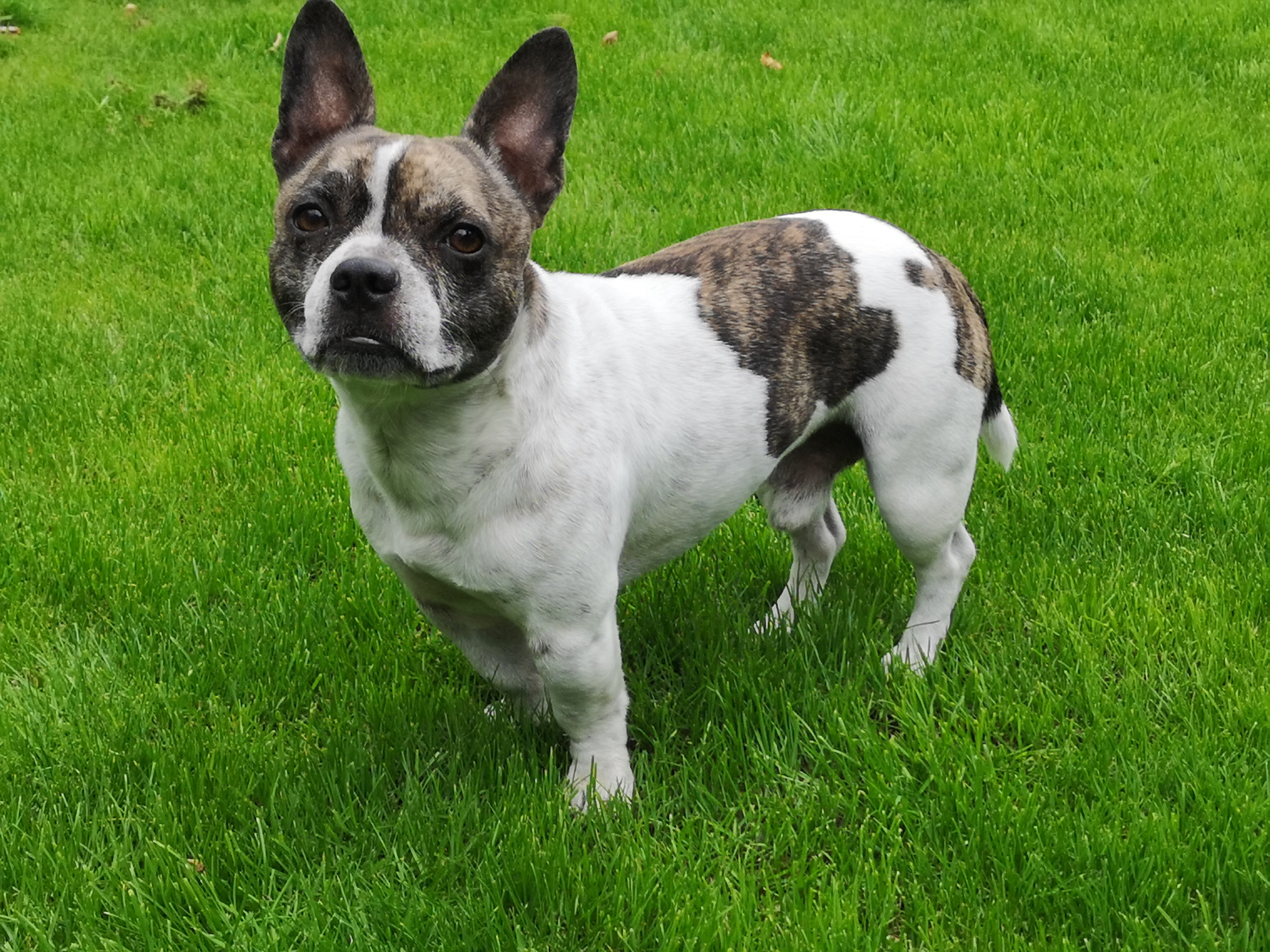 French Bullhuahua Mixed Dog Breed Pictures