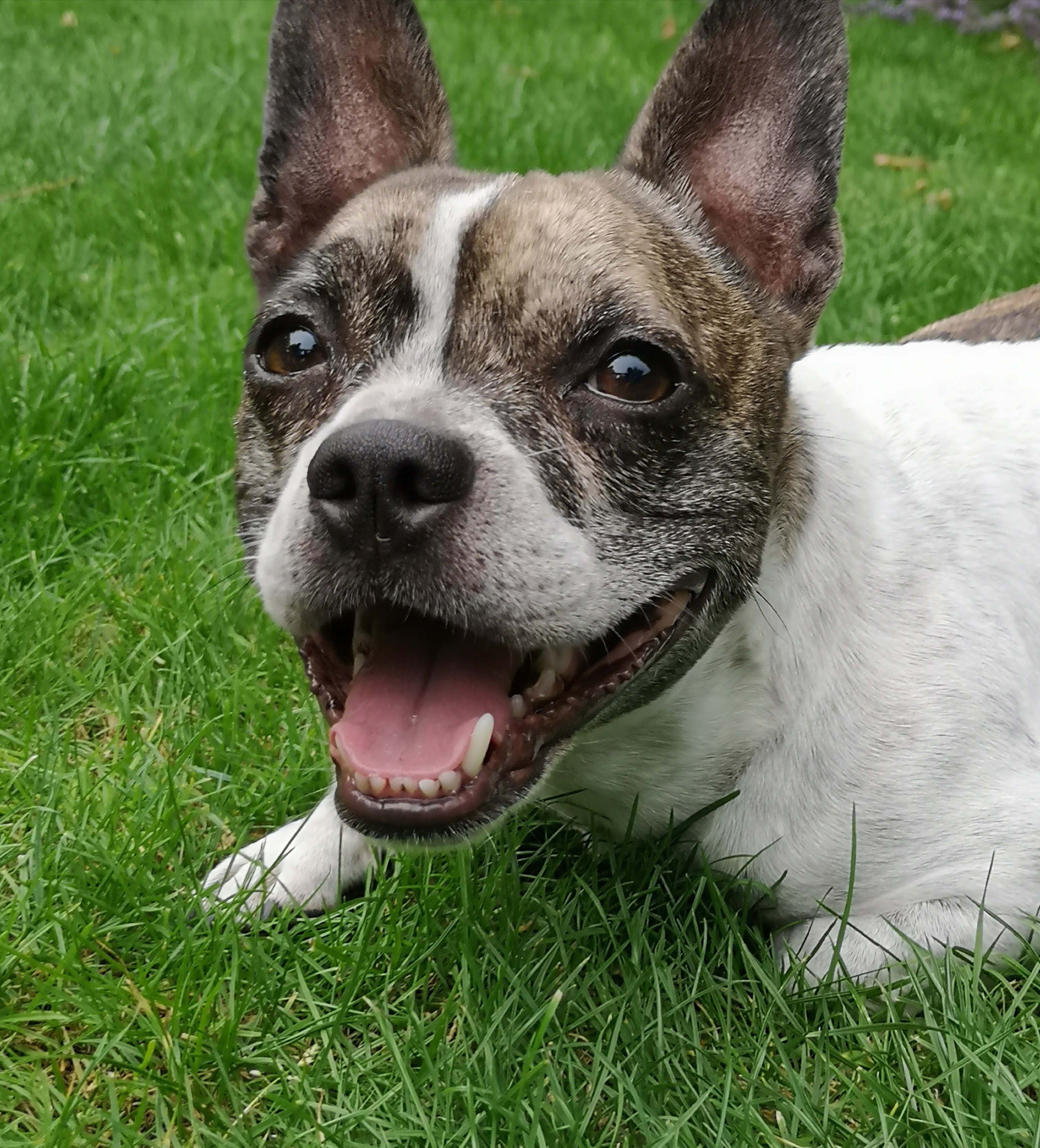 French Bullhuahua Mixed Dog Breed Pictures