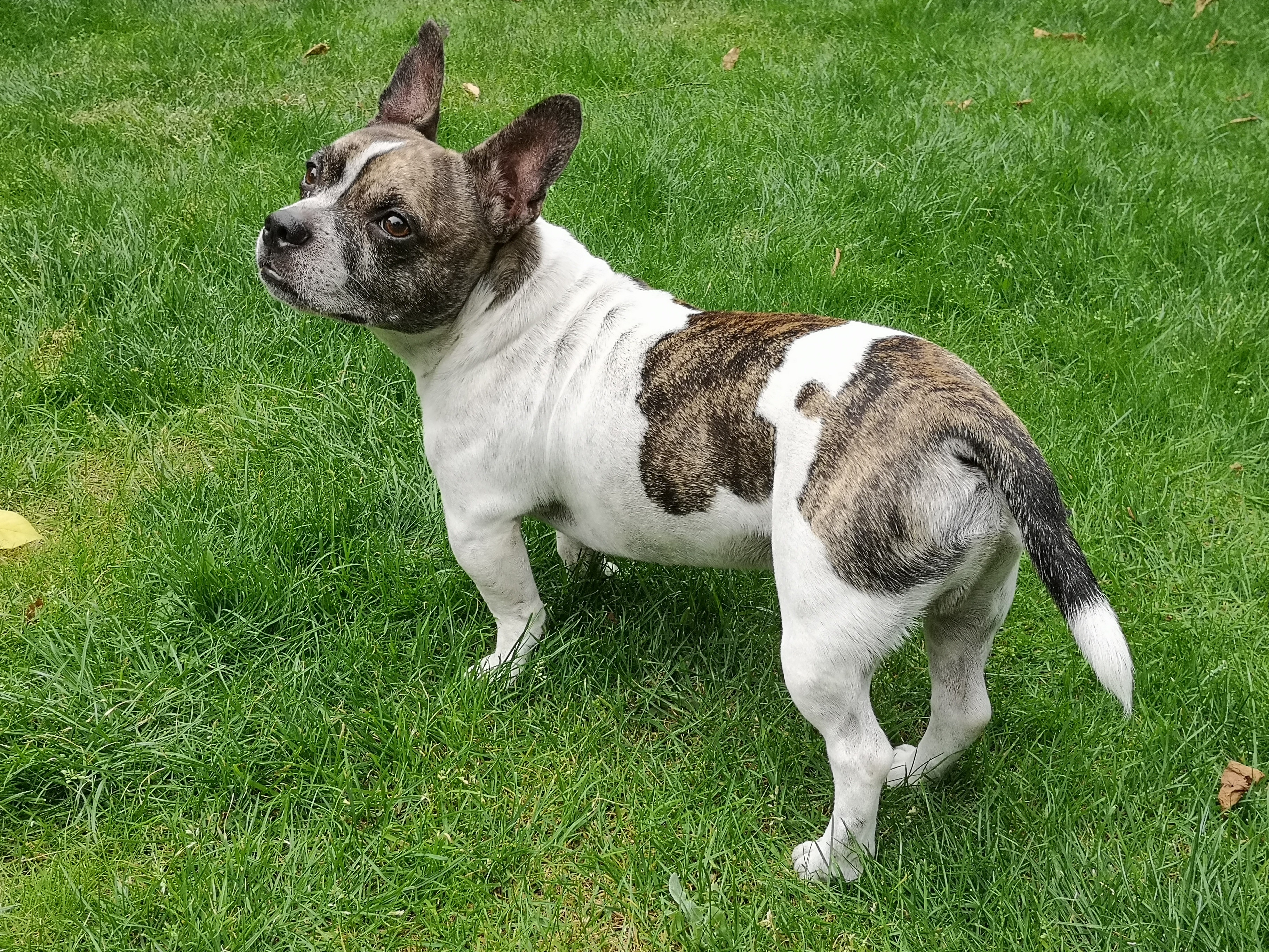 French Bullhuahua Mixed Dog Breed Pictures