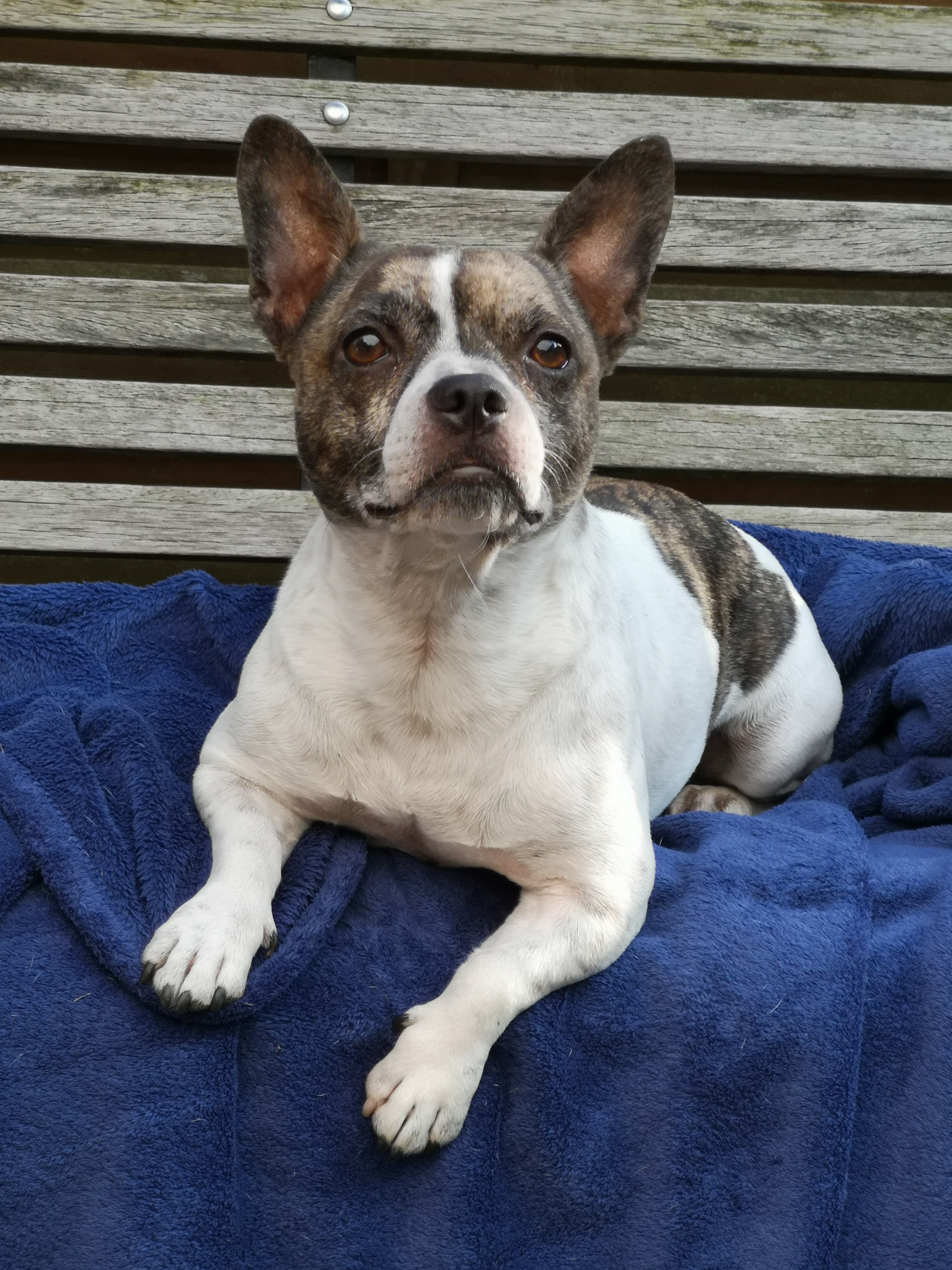 French Bullhuahua Mixed Dog Breed Pictures