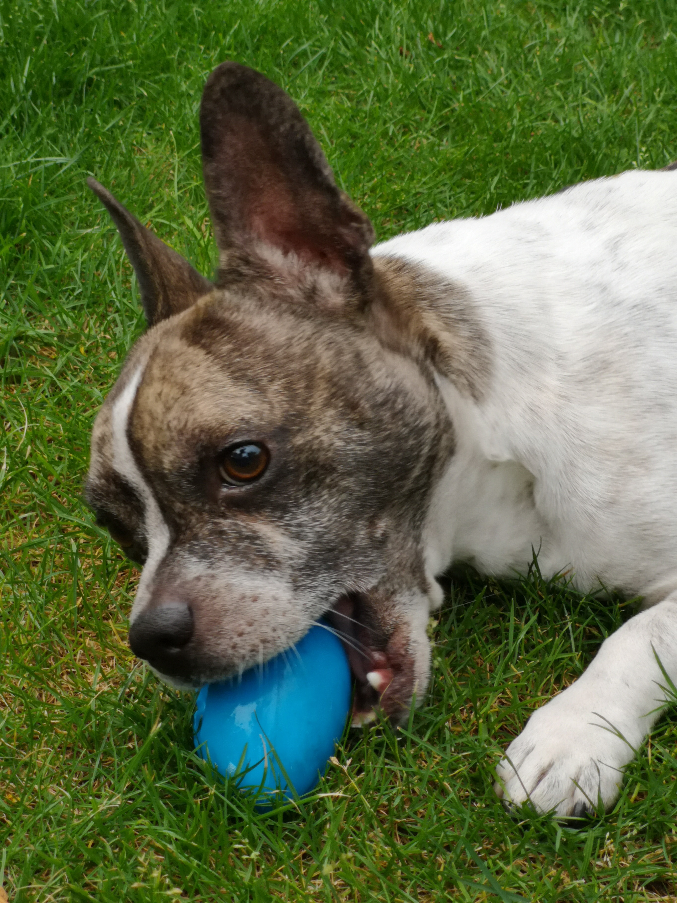 French Bullhuahua Mixed Dog Breed Pictures