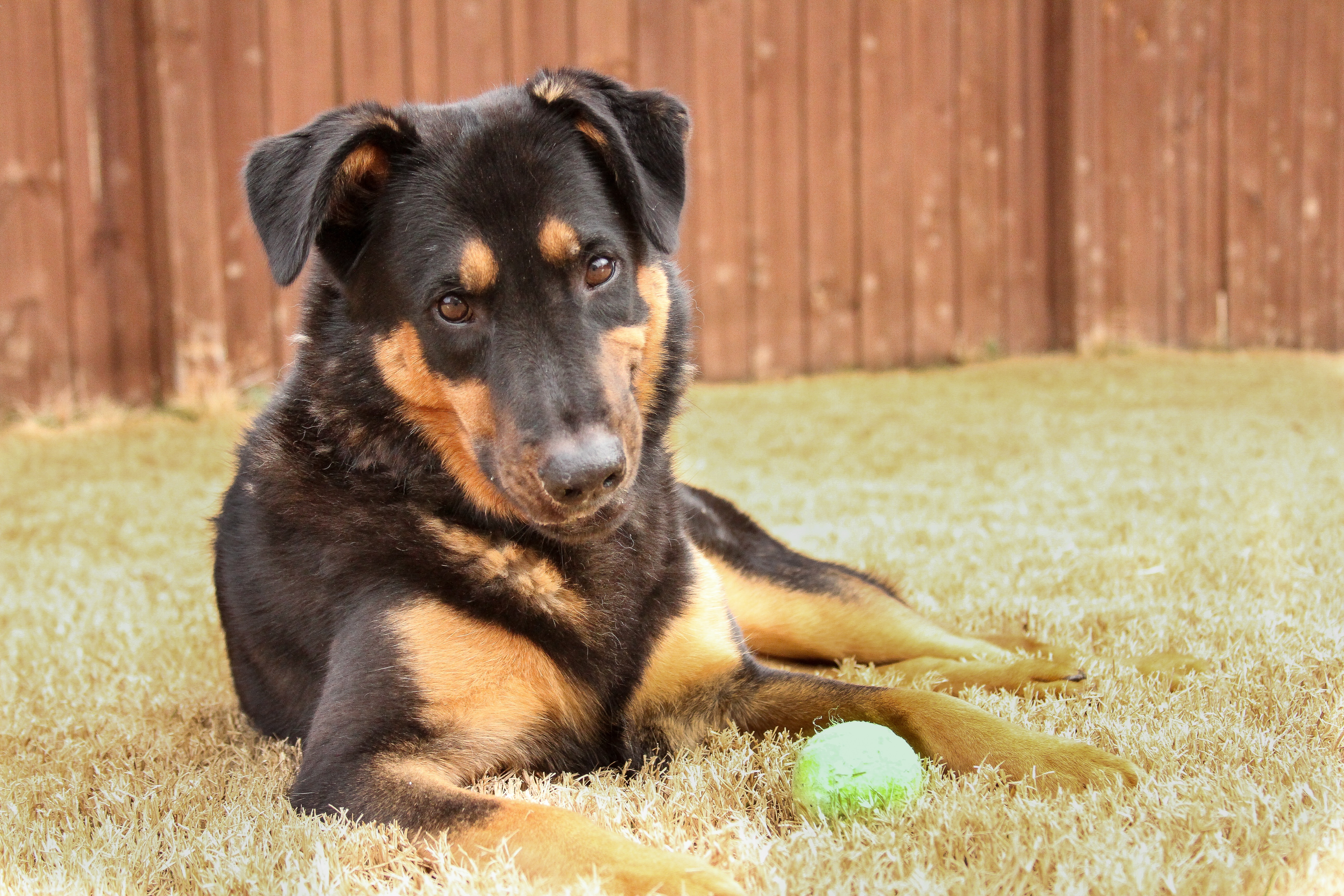 German Shepherd Rottweiler Mixed Dog Breed Pictures