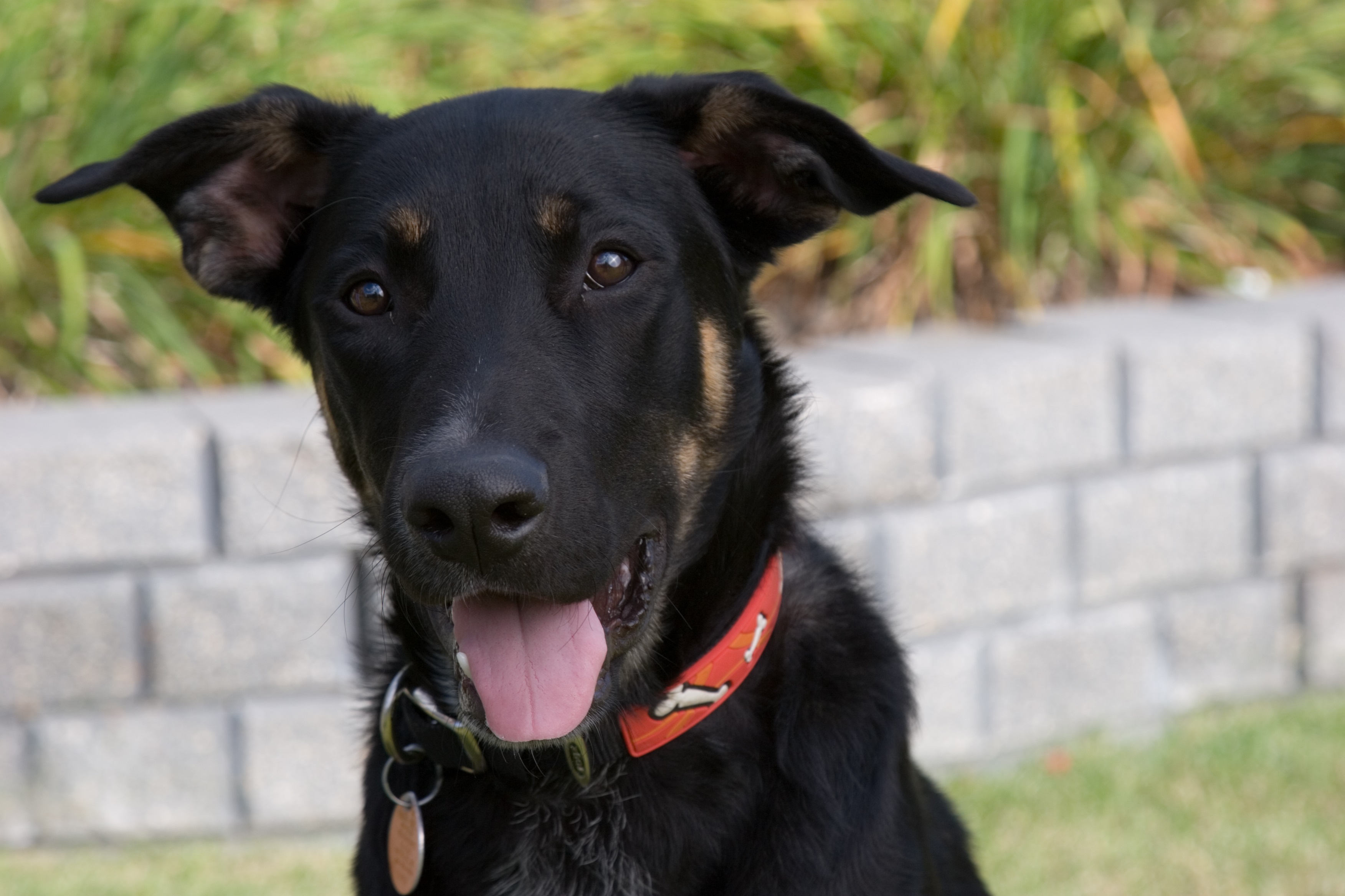 German Shepherd Rottweiler Mixed Dog Breed Pictures