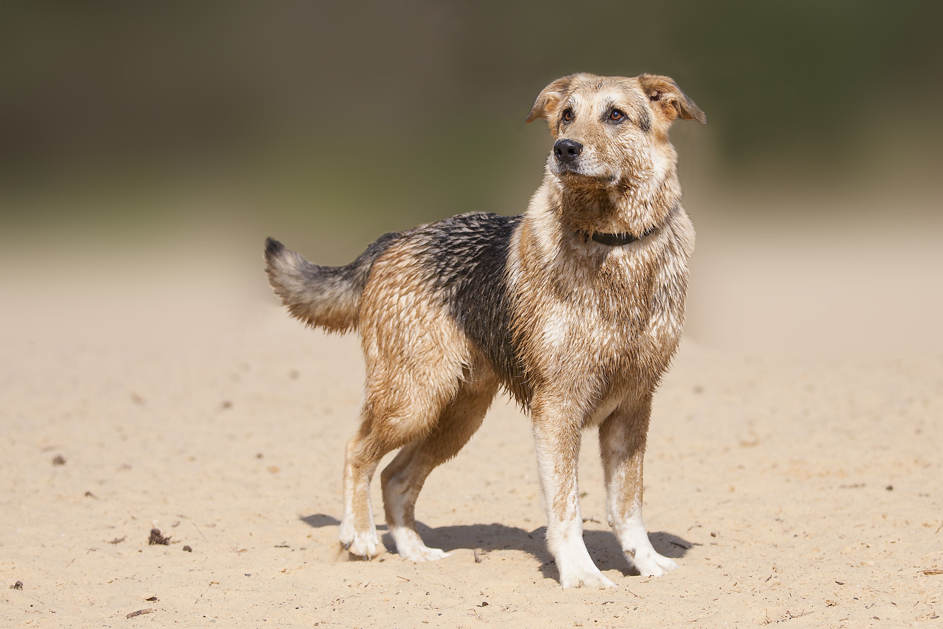 German Sheprador Mixed Dog Breed Pictures