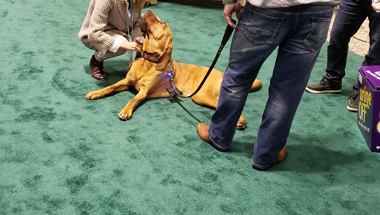 Global Pet Expo 2019