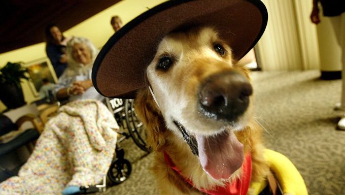 Old Pups Give Instant Companionship