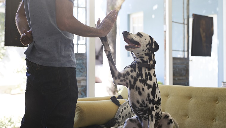 A Dog Gets To Learn & Love