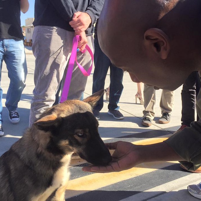 Survivor Dog Lost At Sea – Found 5 Weeks Later On An Island