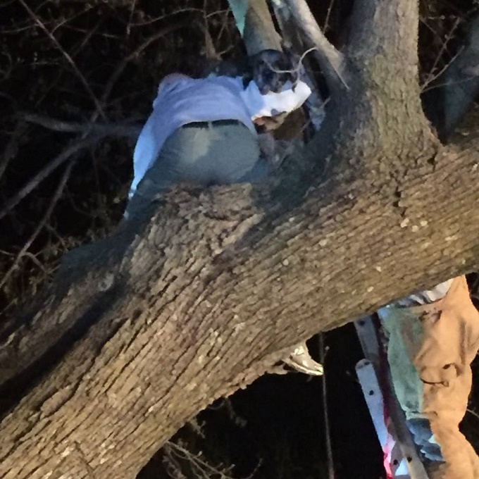 120 Pound Great Dane Puppy Gets Stuck In A Tree