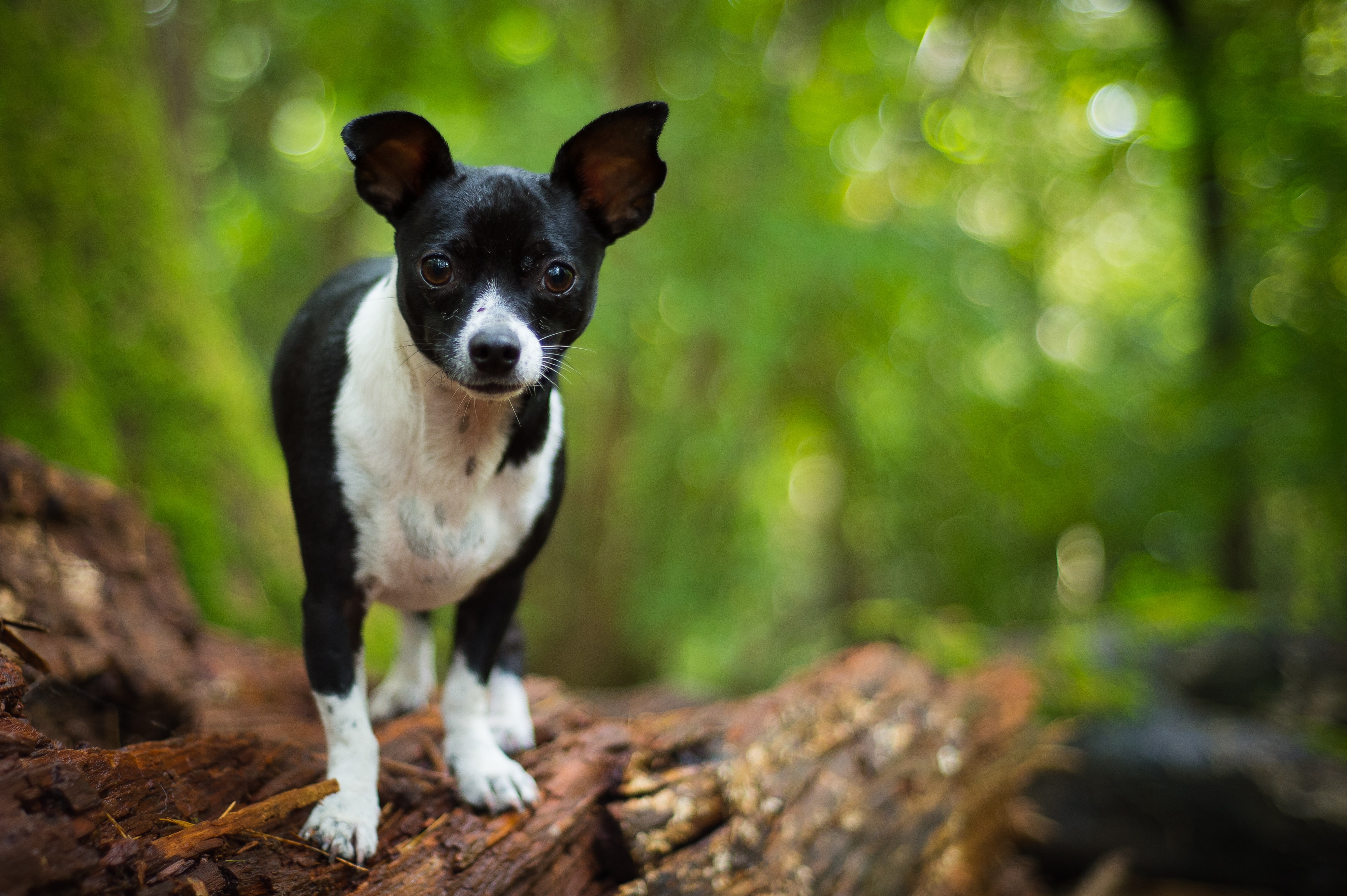 Jack Chi Mixed Dog Breed Pictures