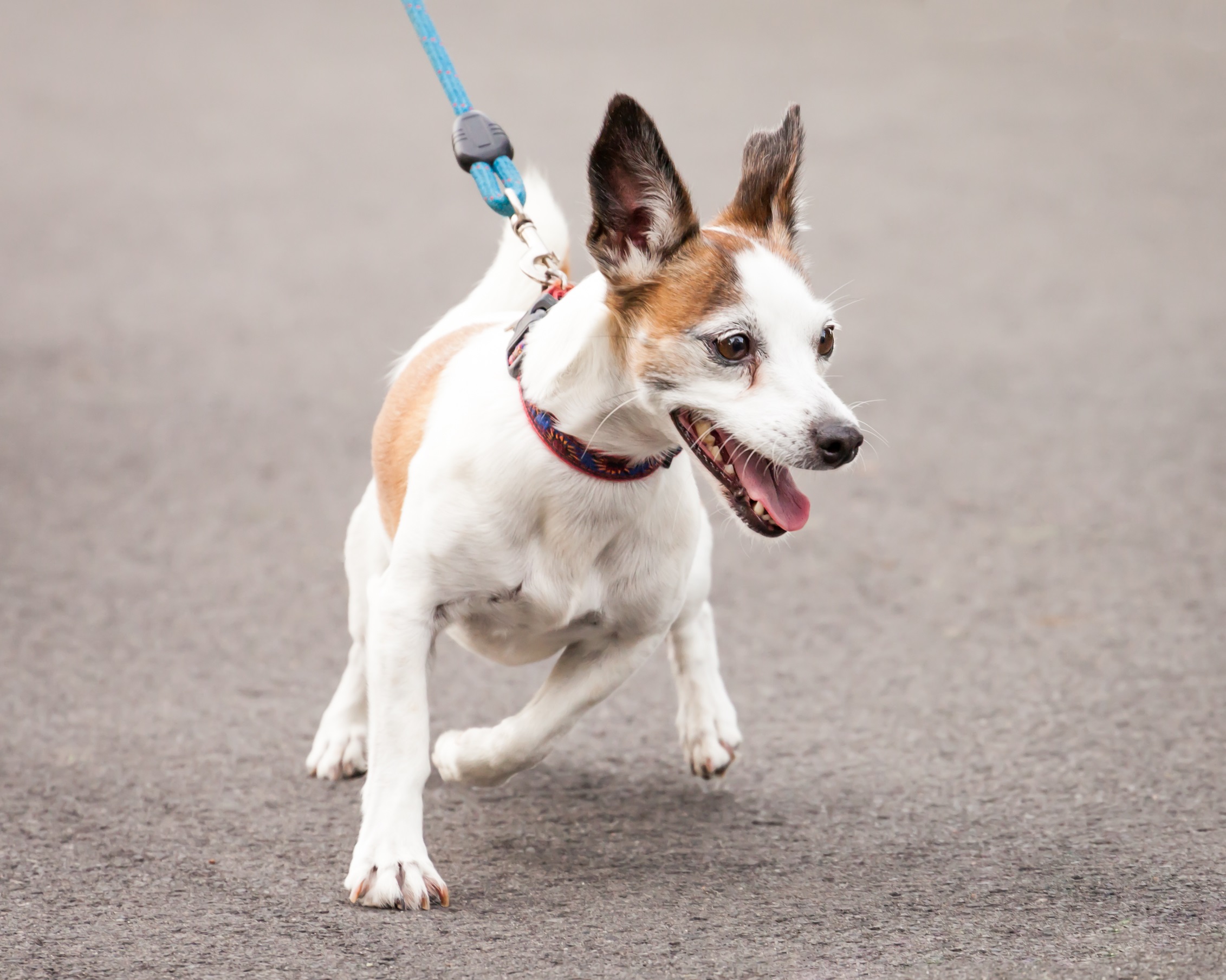 Jack Chi Mixed Dog Breed Pictures