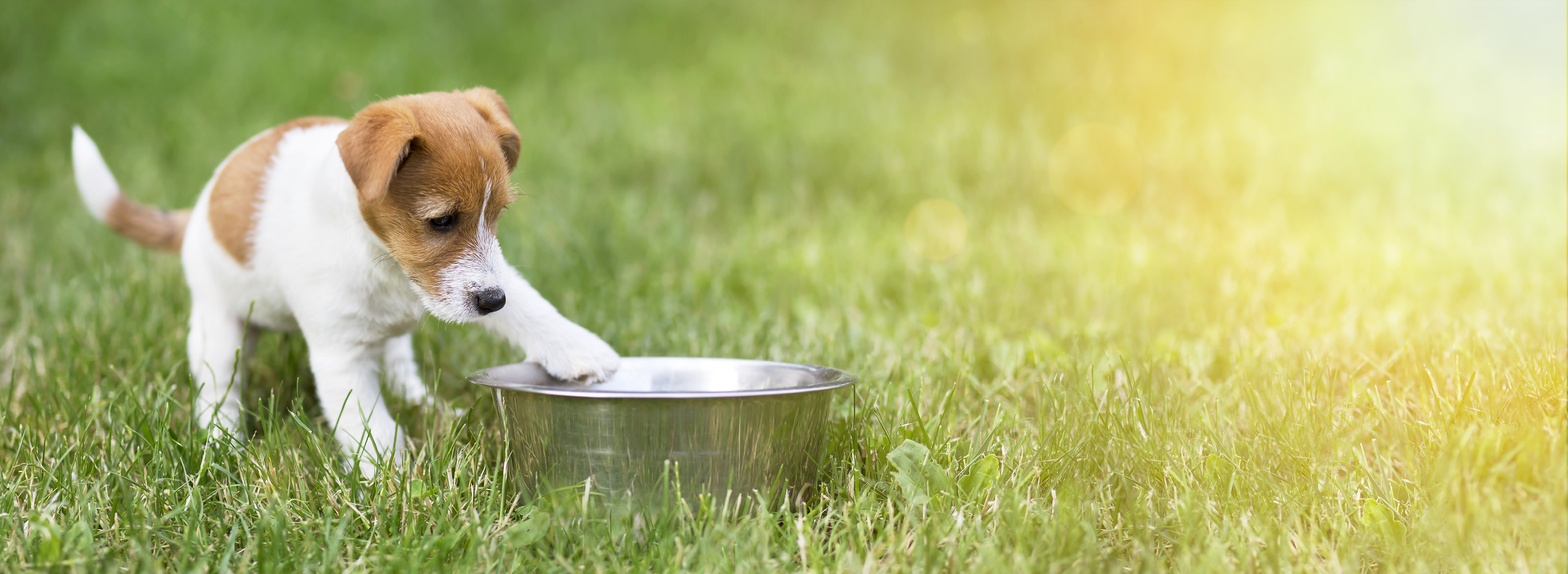 Pictures Of Jack Russell Terrier Puppies