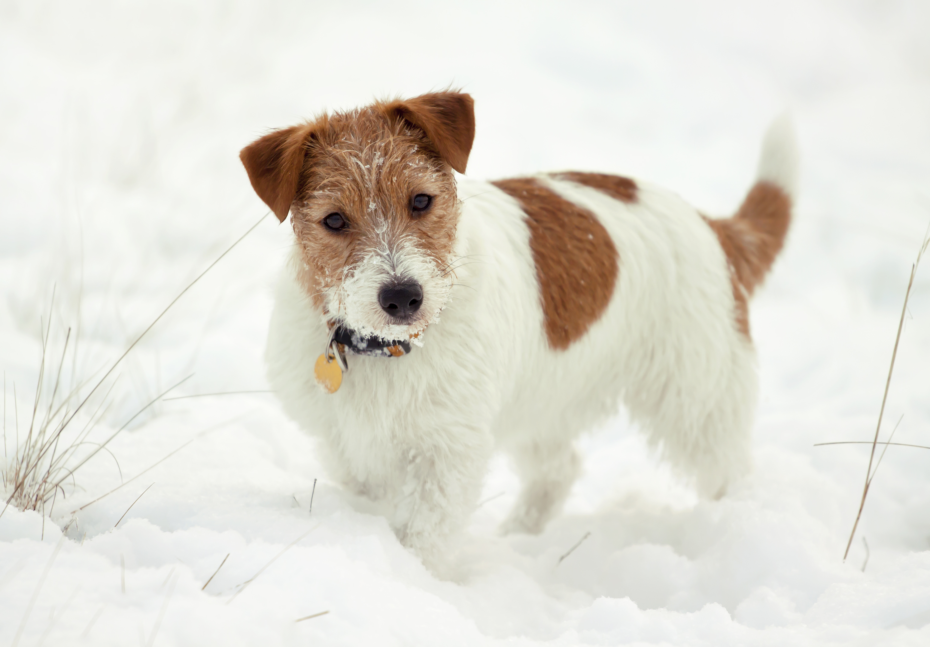 Pictures Of Jack Russell Terrier Puppies