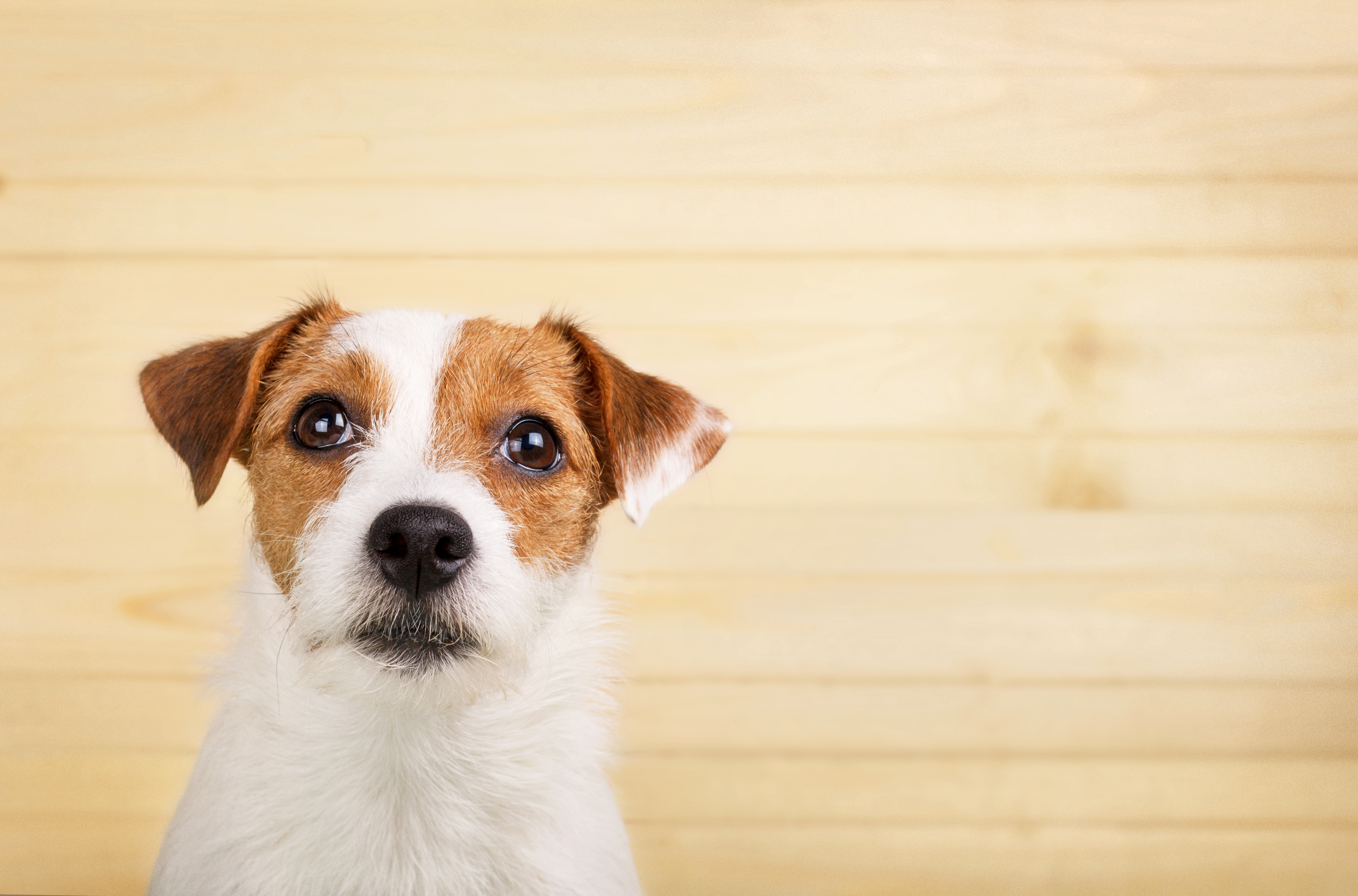 Pictures Of Jack Russell Terrier Puppies