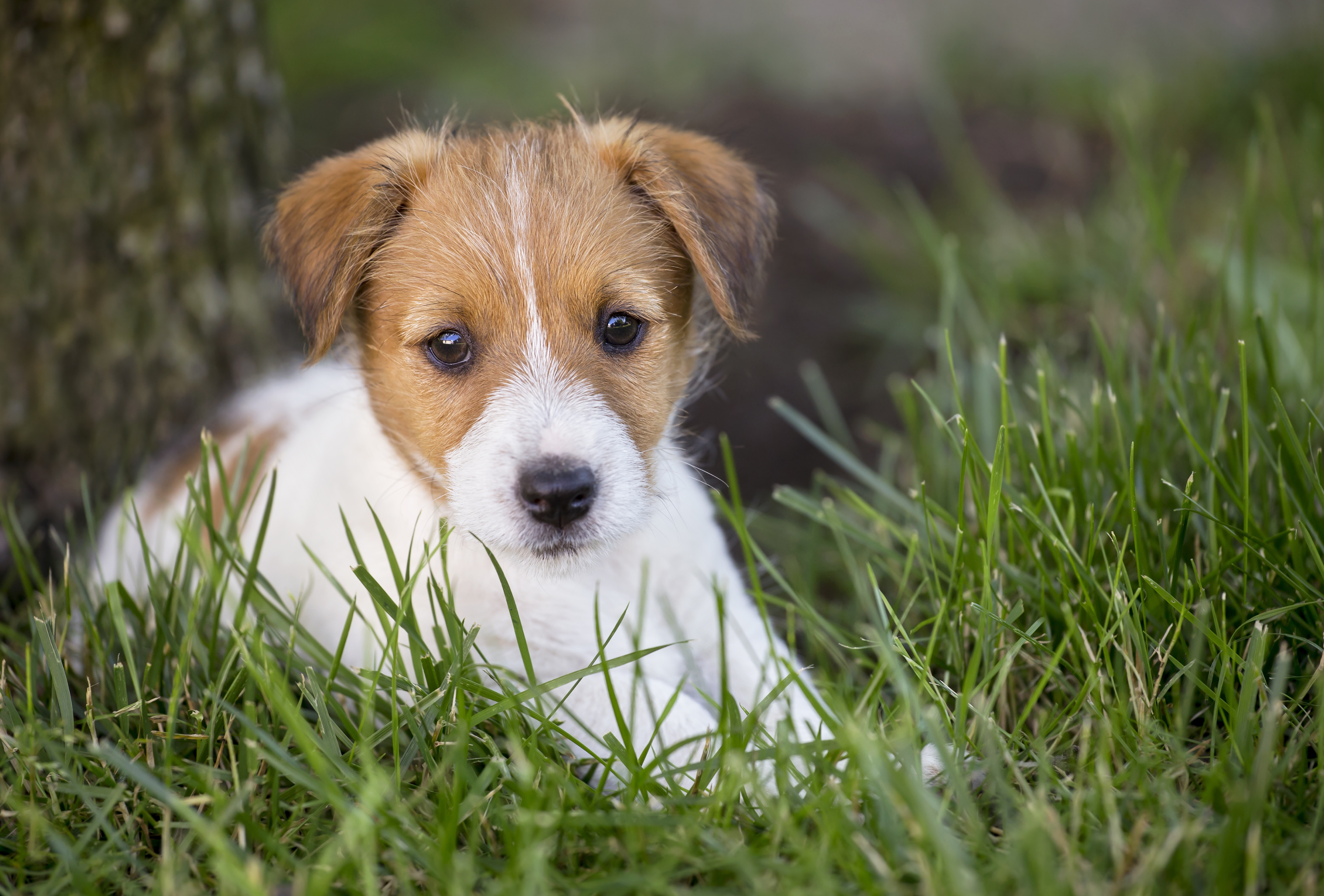 Pictures Of Jack Russell Terrier Puppies