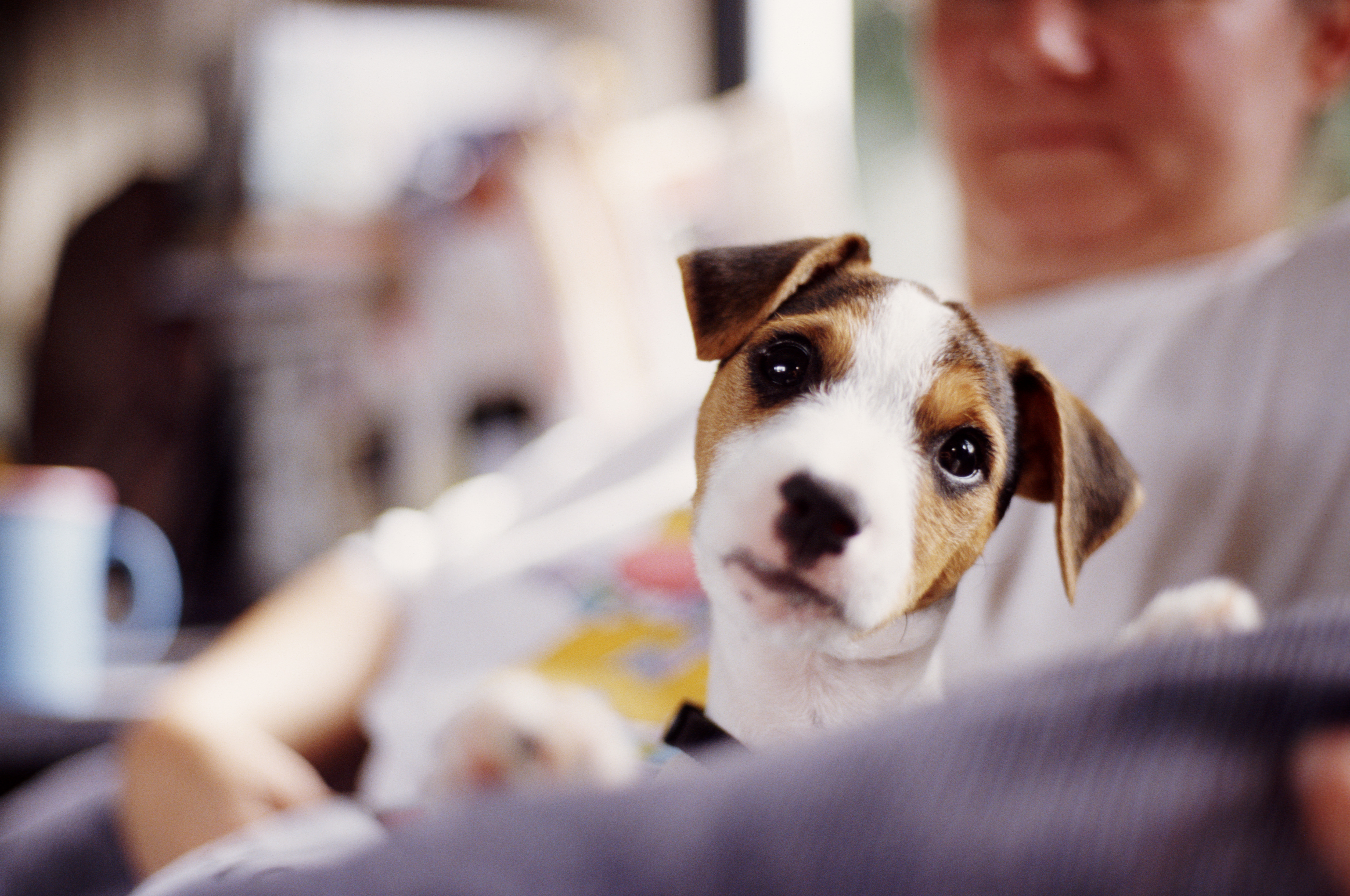 Pictures Of Jack Russell Terrier Puppies