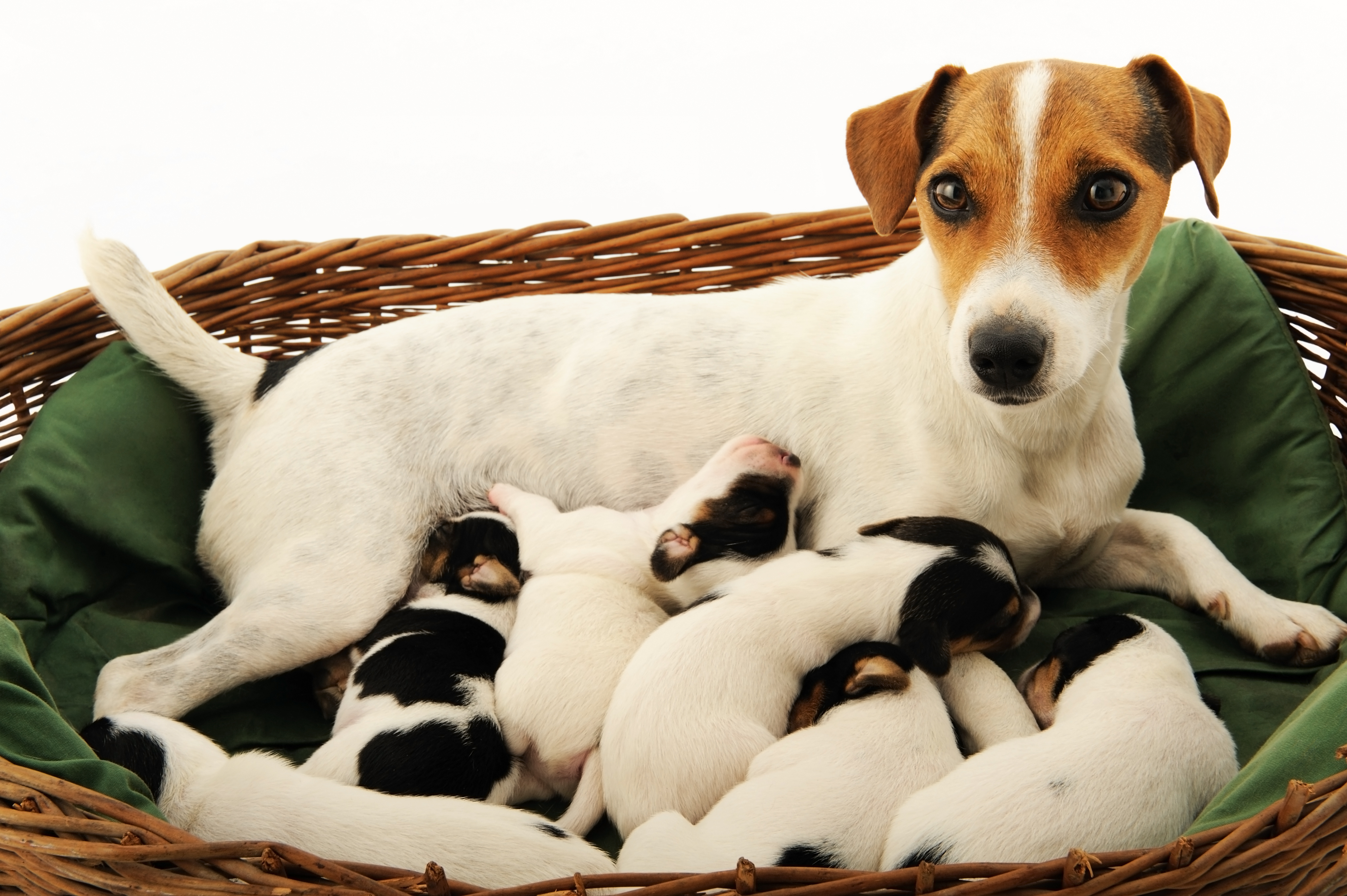 Pictures Of Jack Russell Terrier Puppies