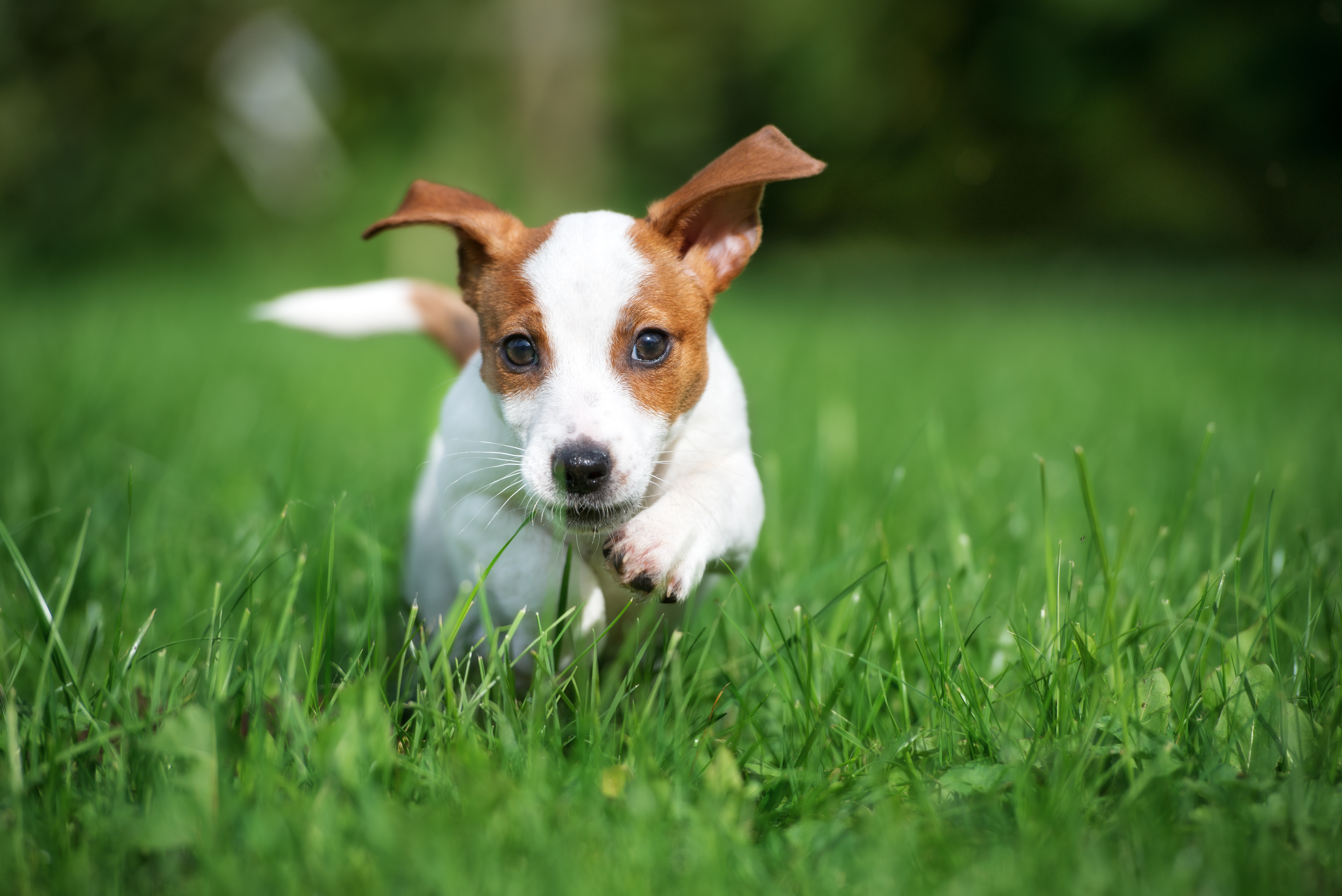 Pictures Of Jack Russell Terrier Puppies