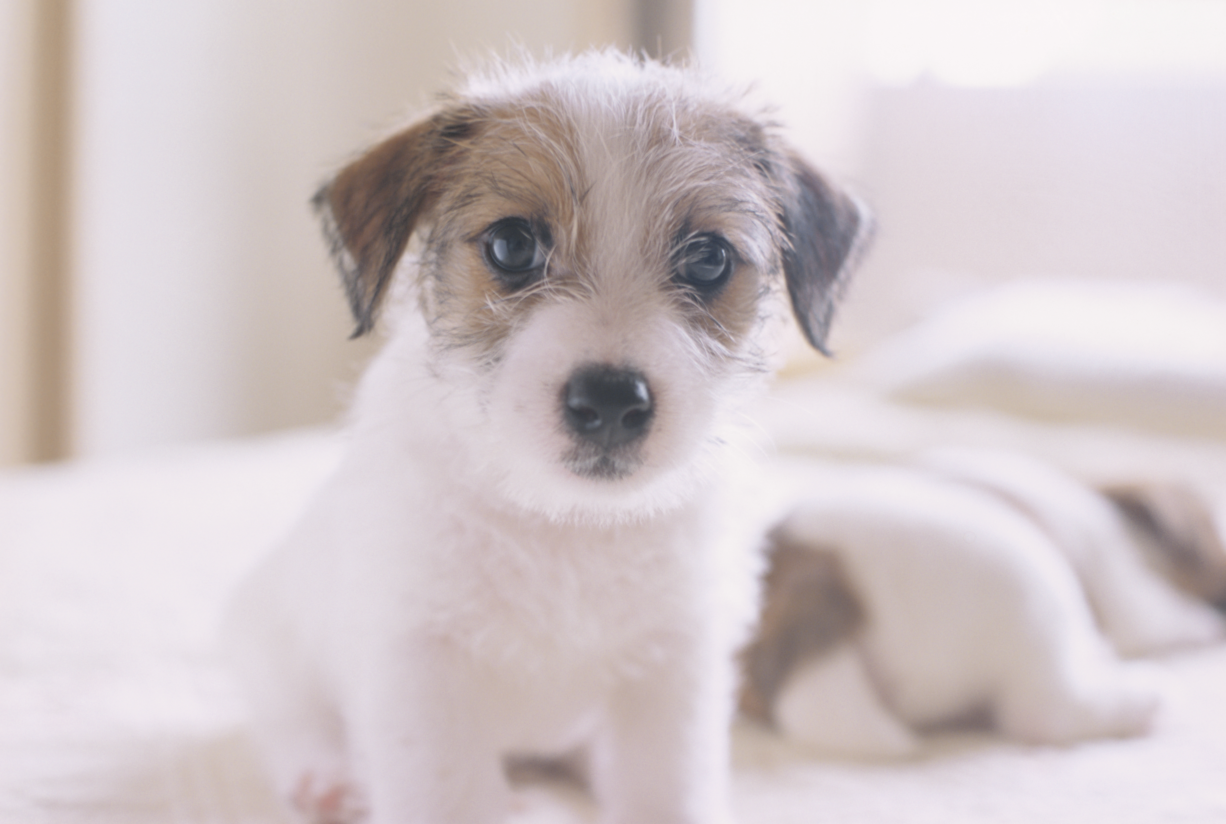 Pictures Of Jack Russell Terrier Puppies