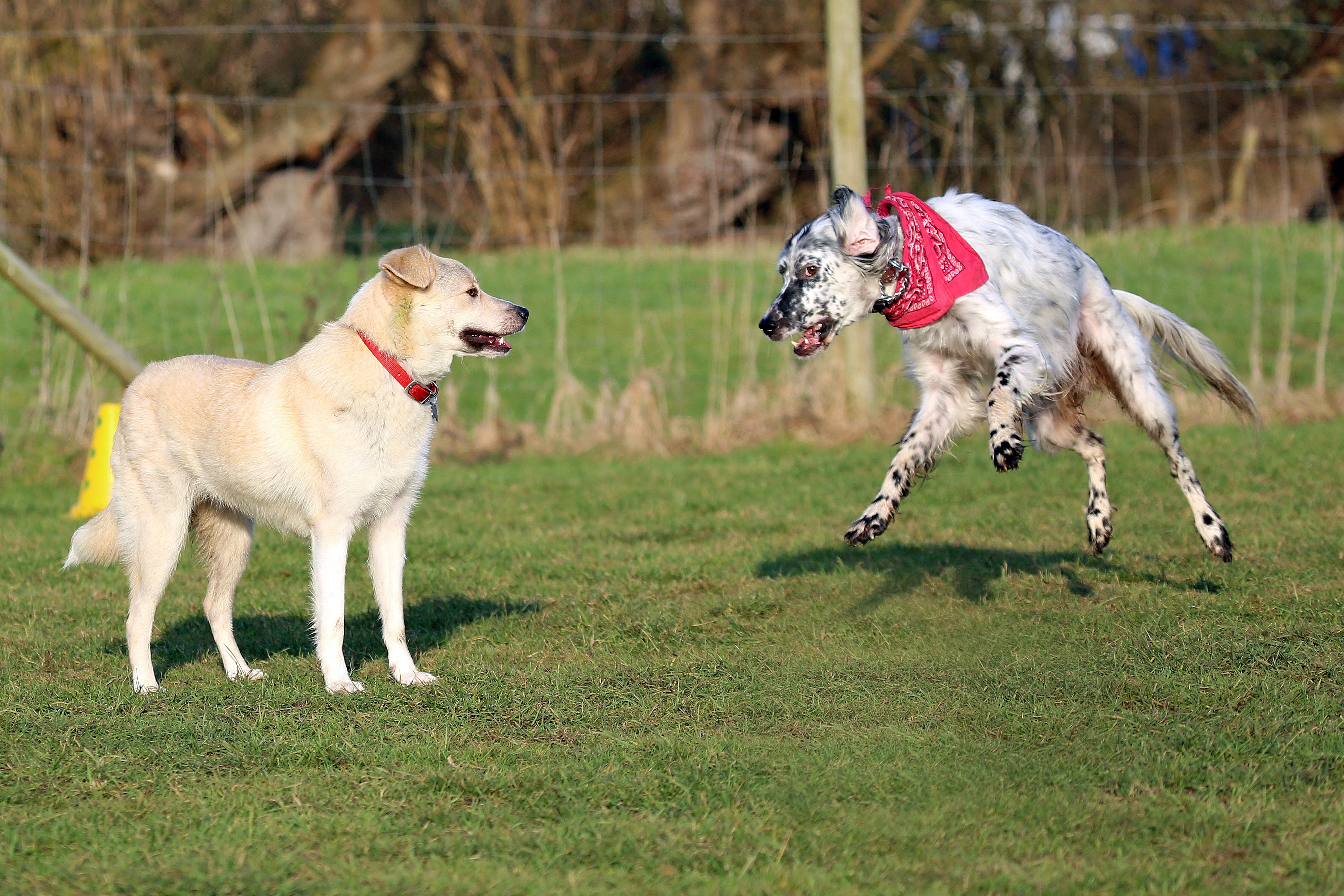 Labsky Mixed Dog Breed Pictures