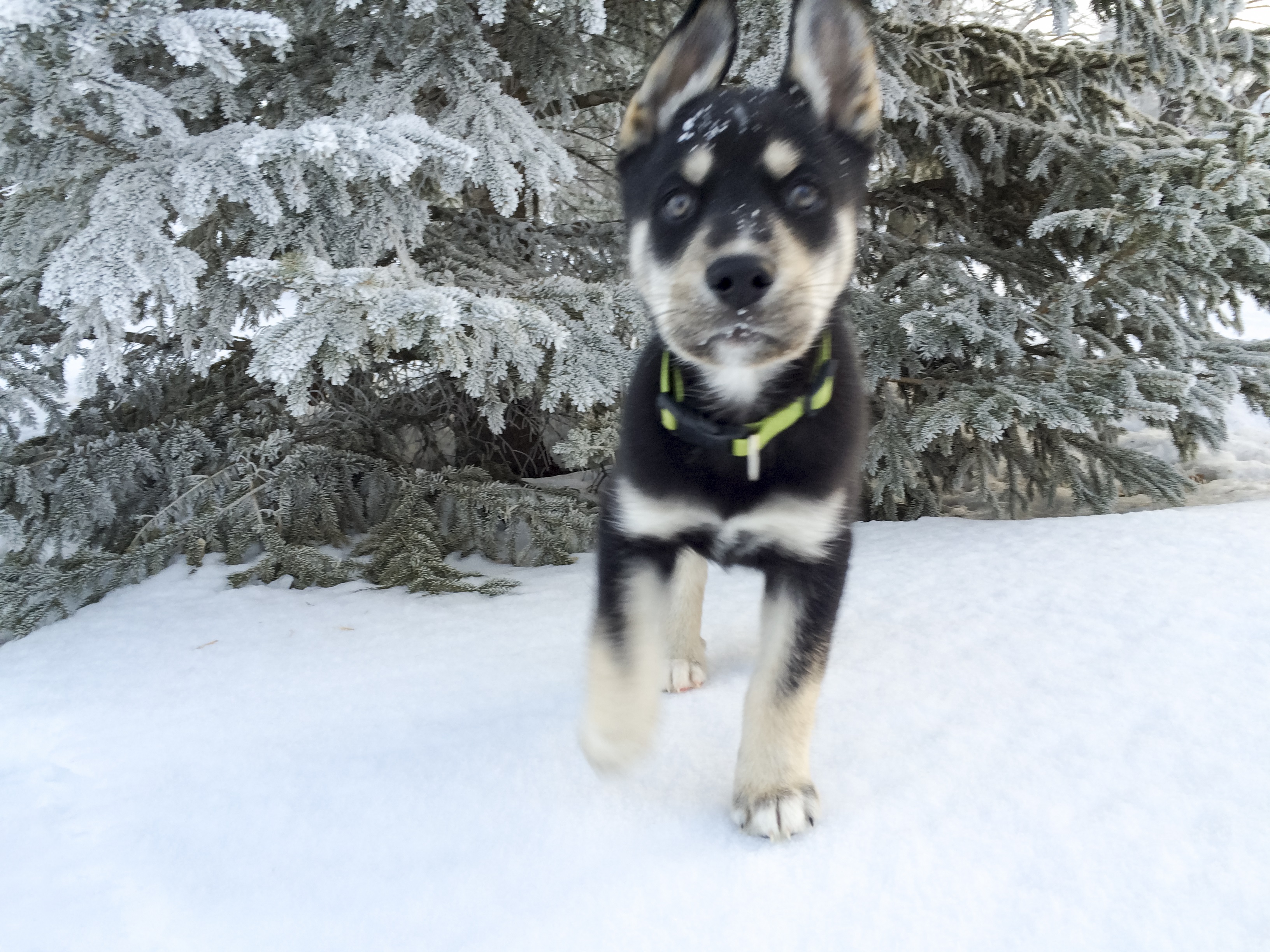 Labsky Mixed Dog Breed Pictures