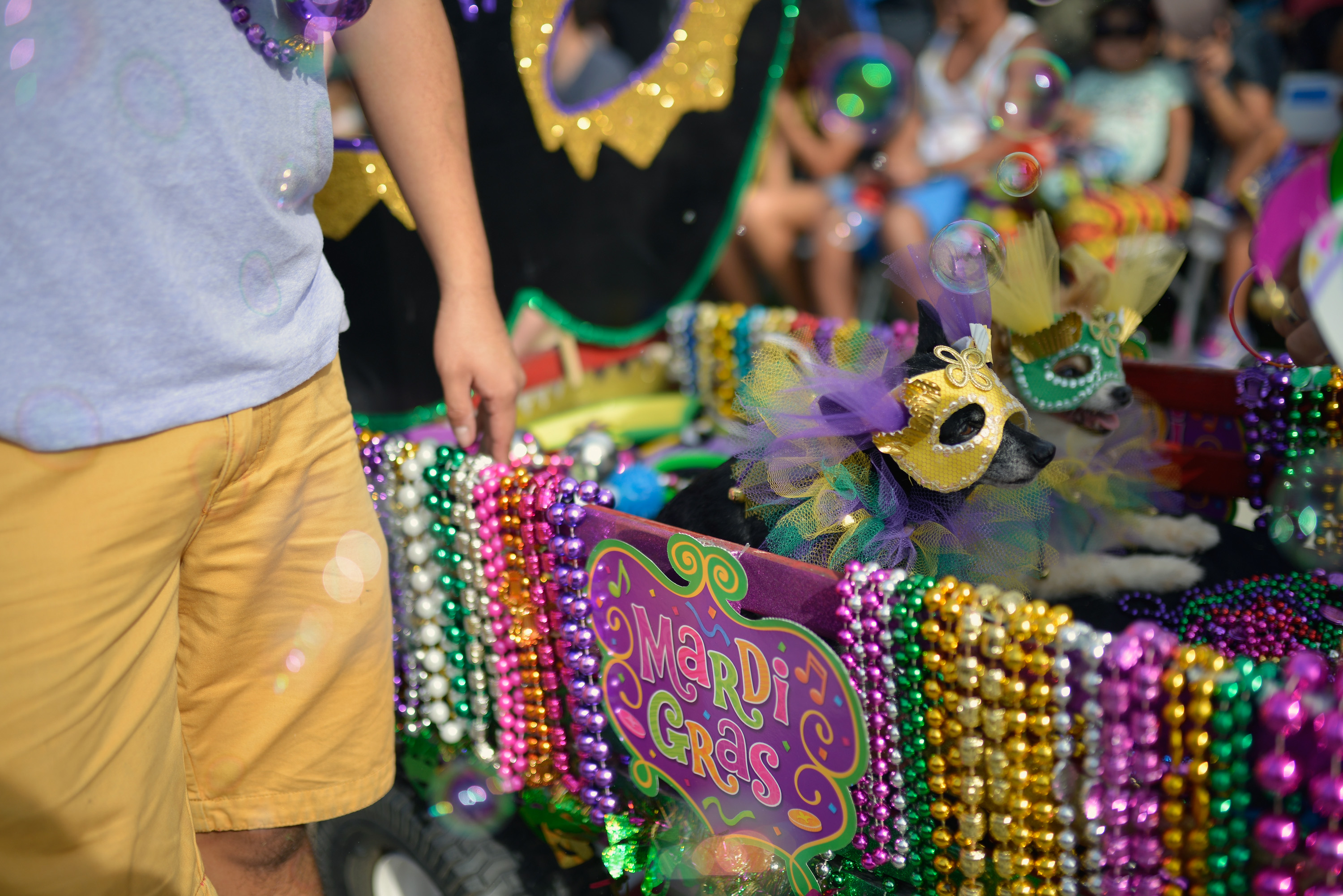 Mardi Gras Dogs!