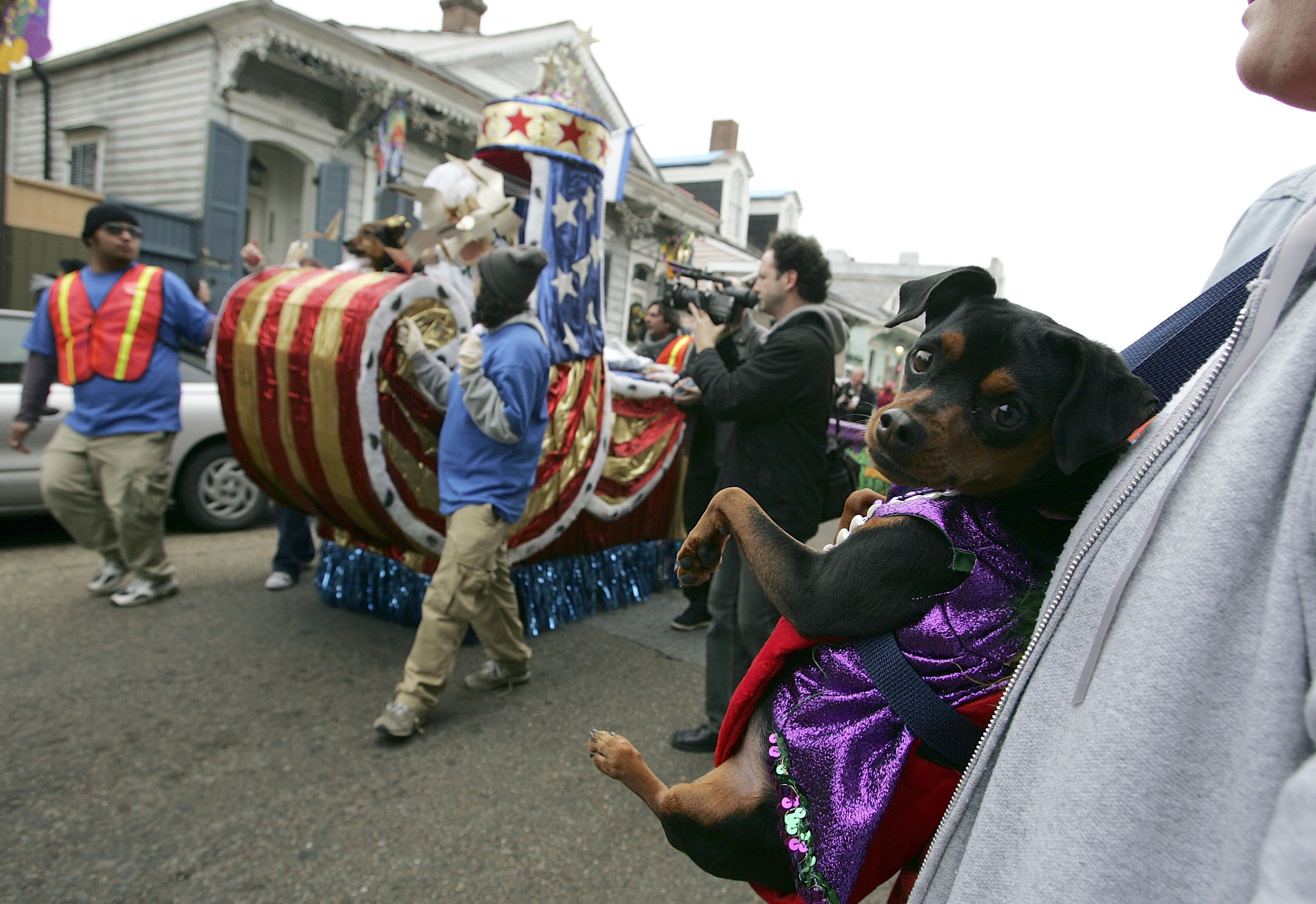 Mardi Gras Dogs!