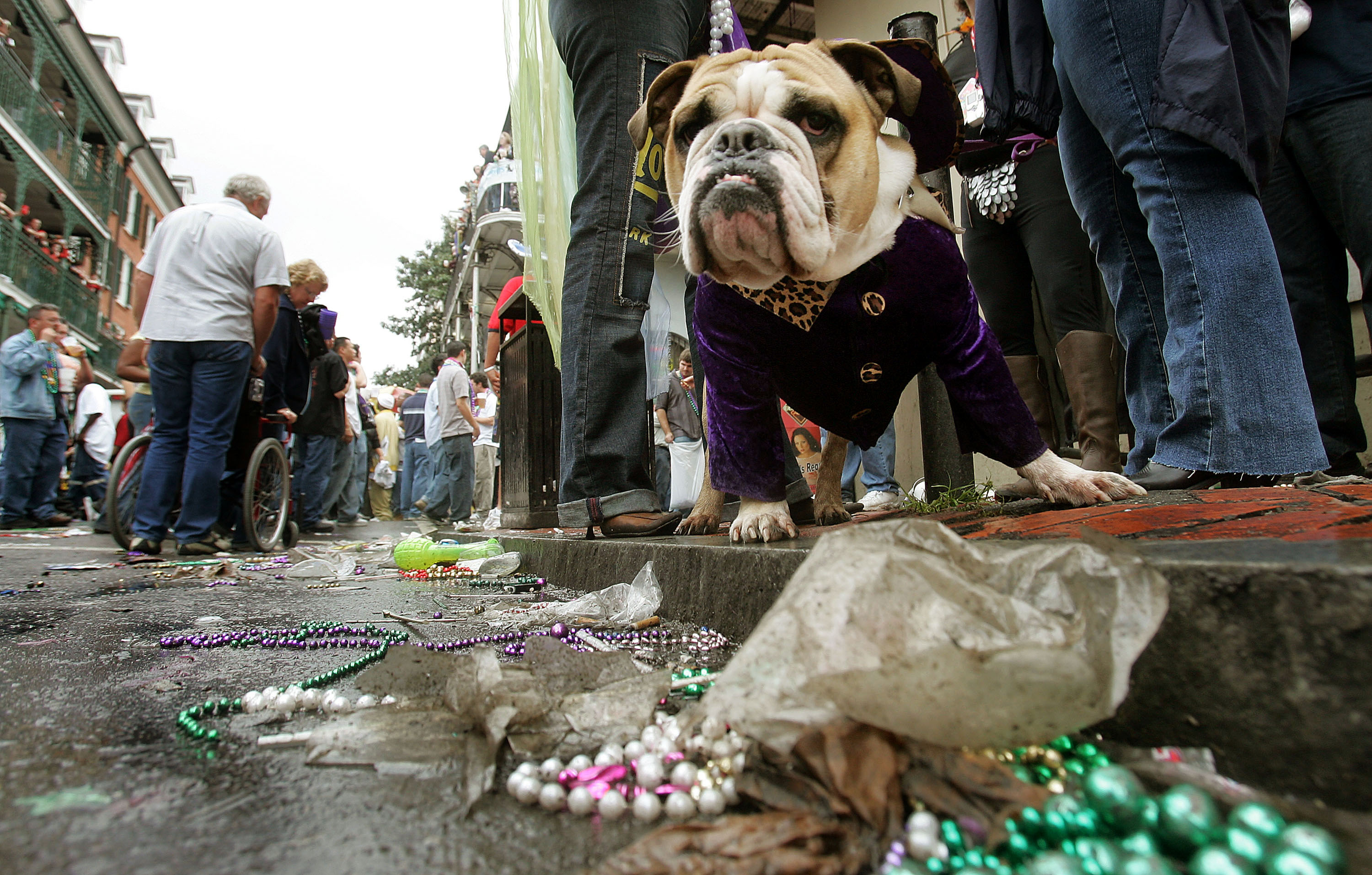 Mardi Gras Dogs!