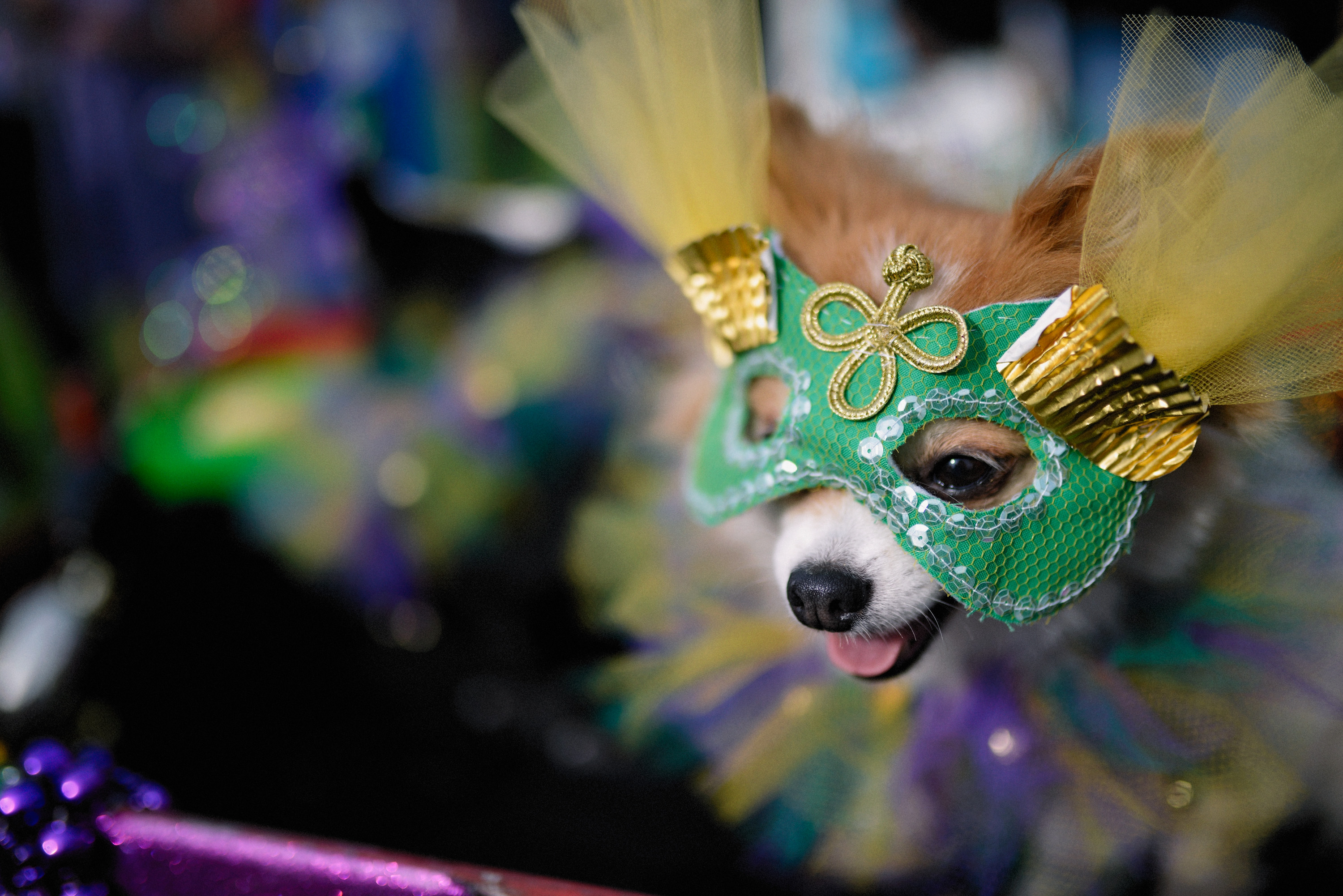 Mardi Gras Dogs!