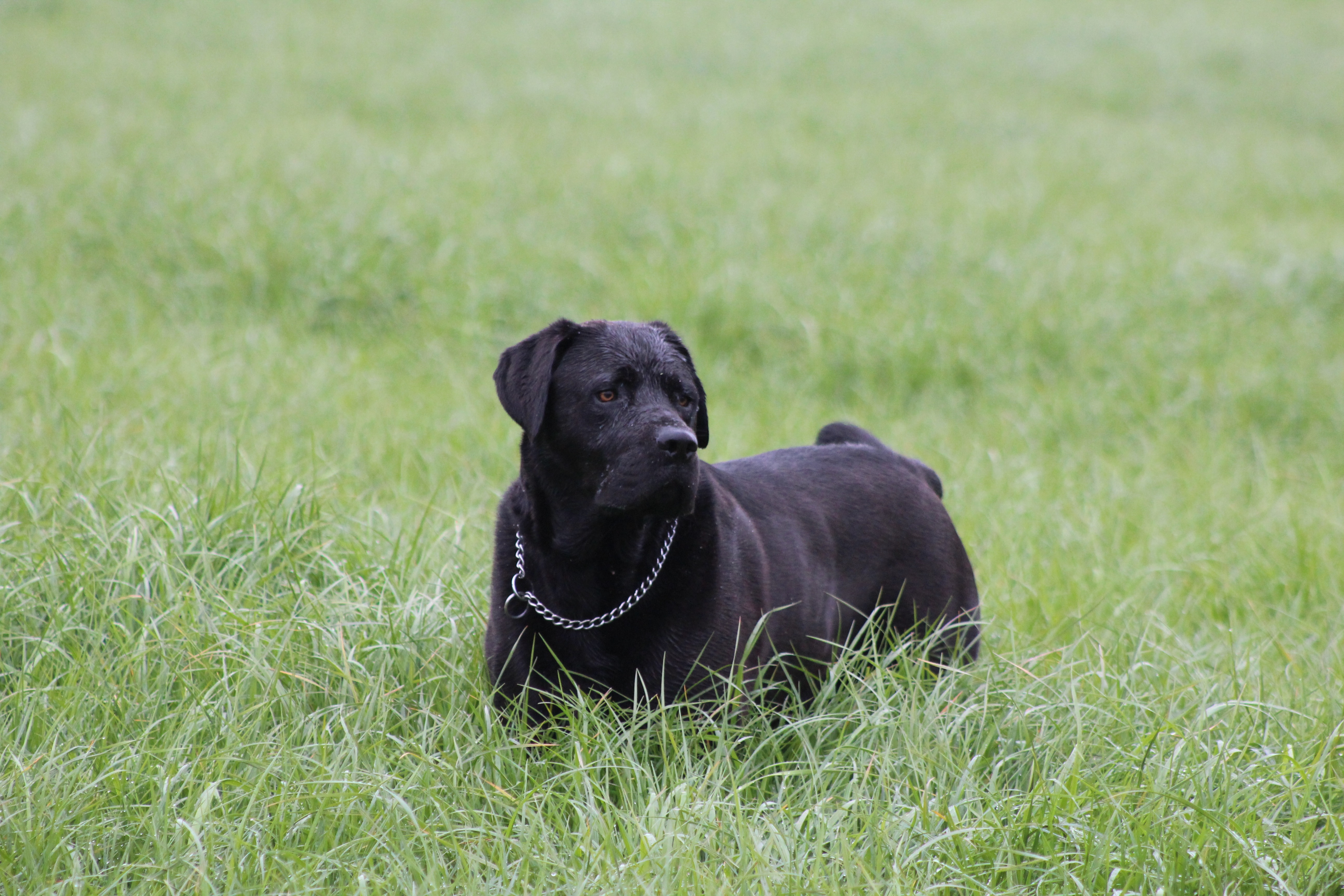 Mastador Mixed Dog Breed Pictures