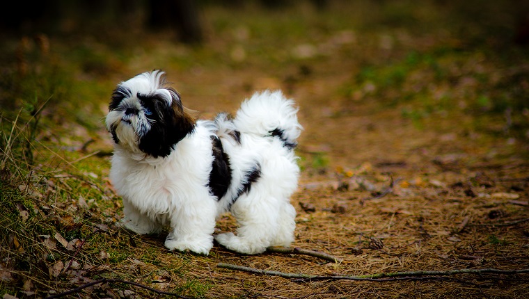 Buddha's Kiss And The Shih Tzu's White Spot