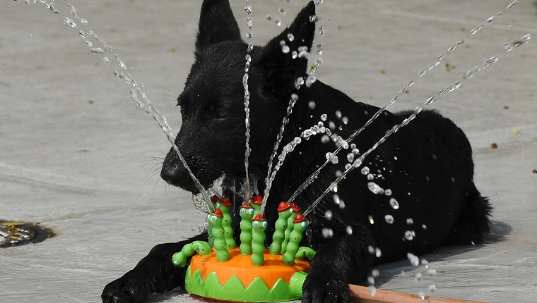 Sprinkler Toys